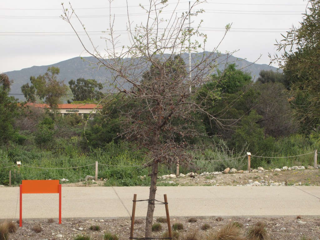 Phase II-tree - Quercus lobata (Valley Oak)
