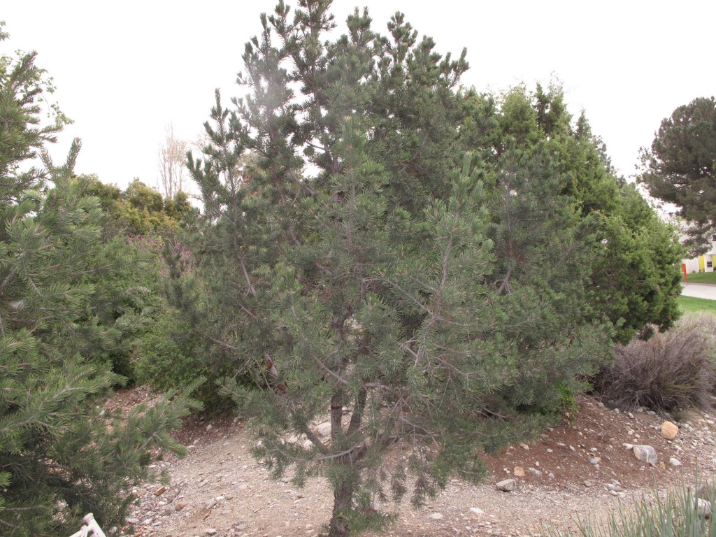 Rodman Range-tree - Pinus