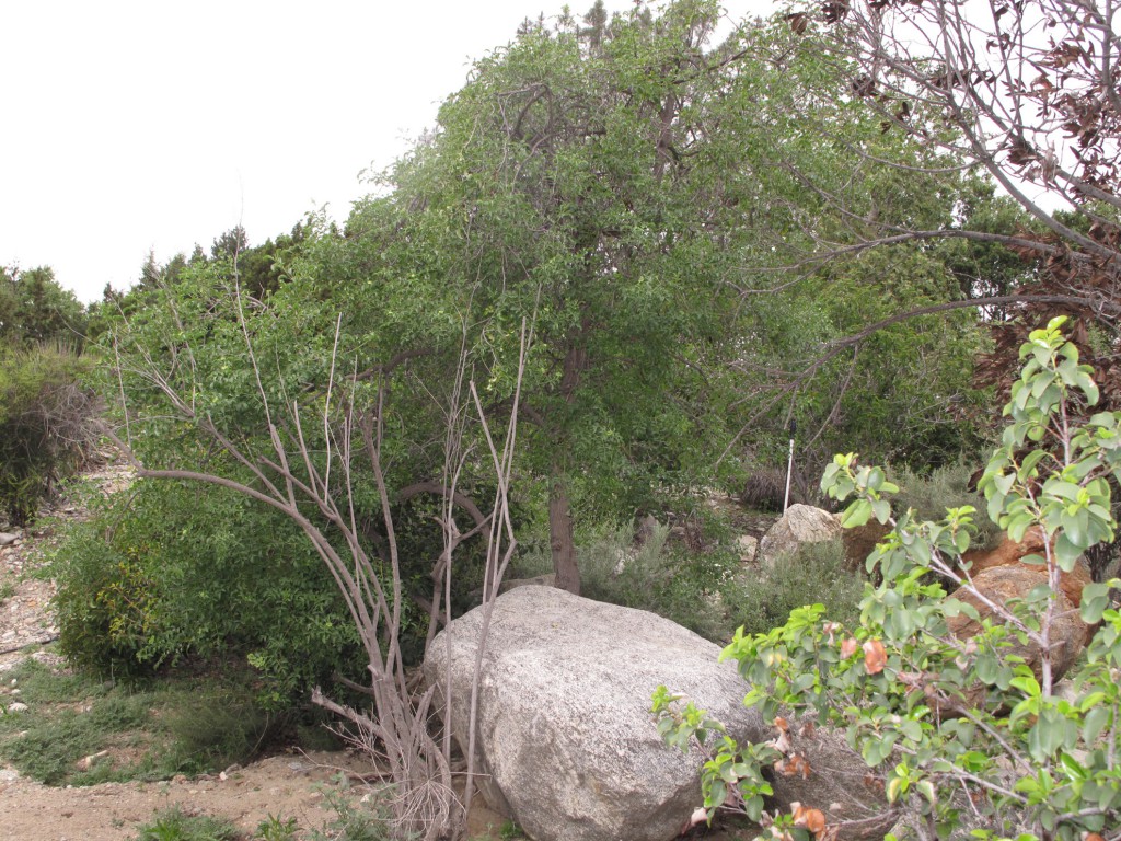 Rodman Range-tree - Quercus agrifolia (Coast live oak)