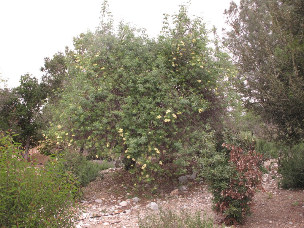 Rodman Range-tree - Sambucus mexicana (Mexican Elderberry)