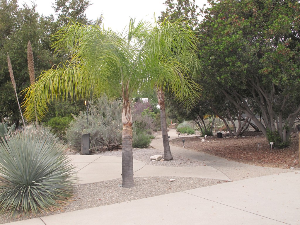 Rodman Range-tree - Syagrus romanzoffiana (Queen palm)