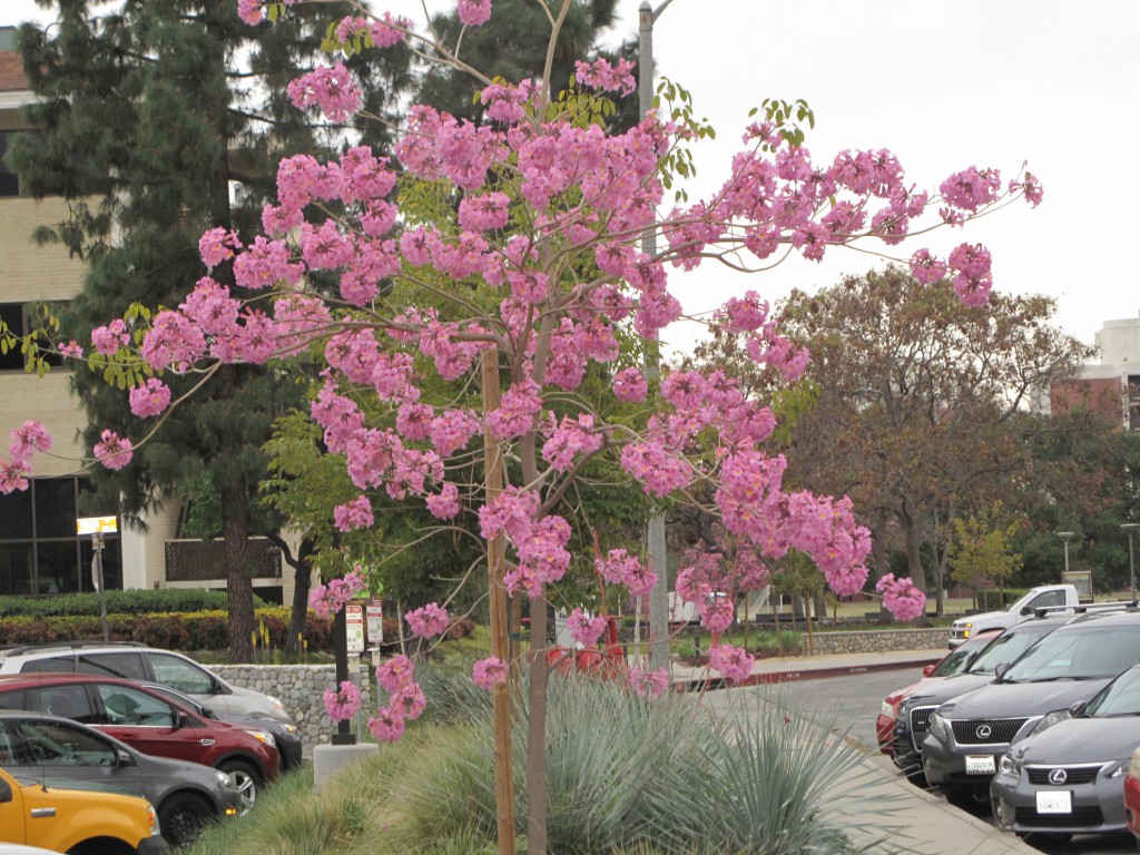 Sanborn-tree - Handroanthus heptaphyllus (Pink trumpet tree)
