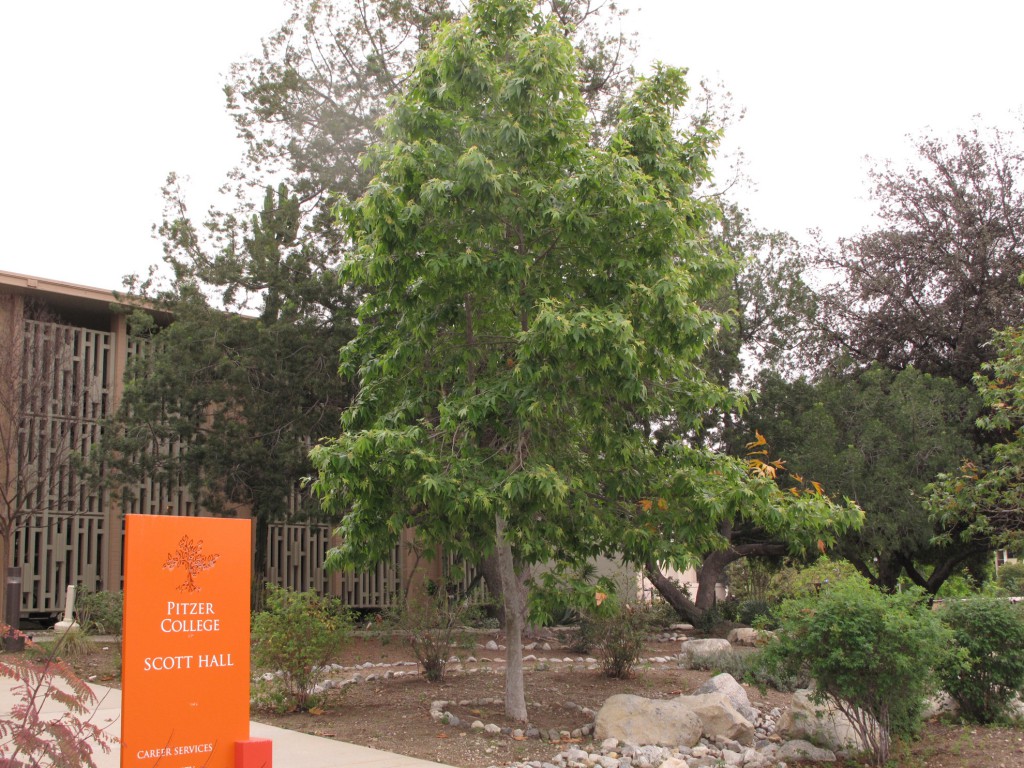 Scott-tree - Platanusracemosa (Sycamore tree)