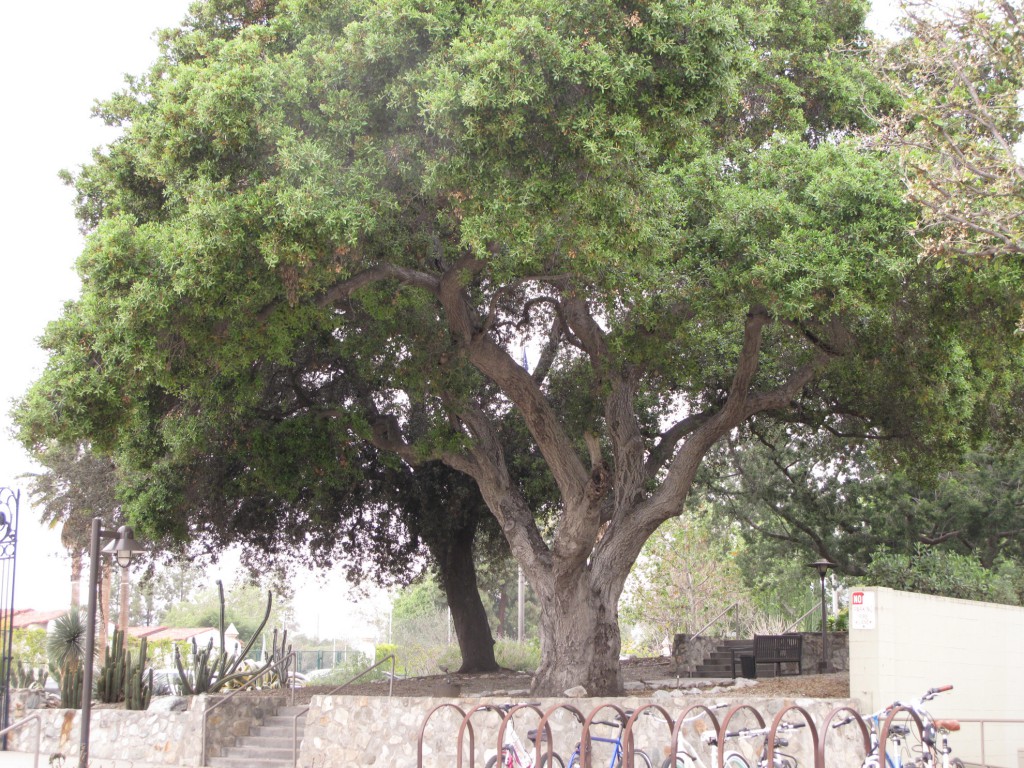 Scott-tree - Quercus agrifolia (Coast live oak)