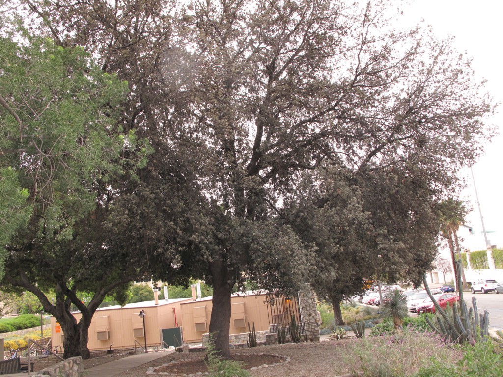 Scott-tree - Quercus ilex (Holly oak)
