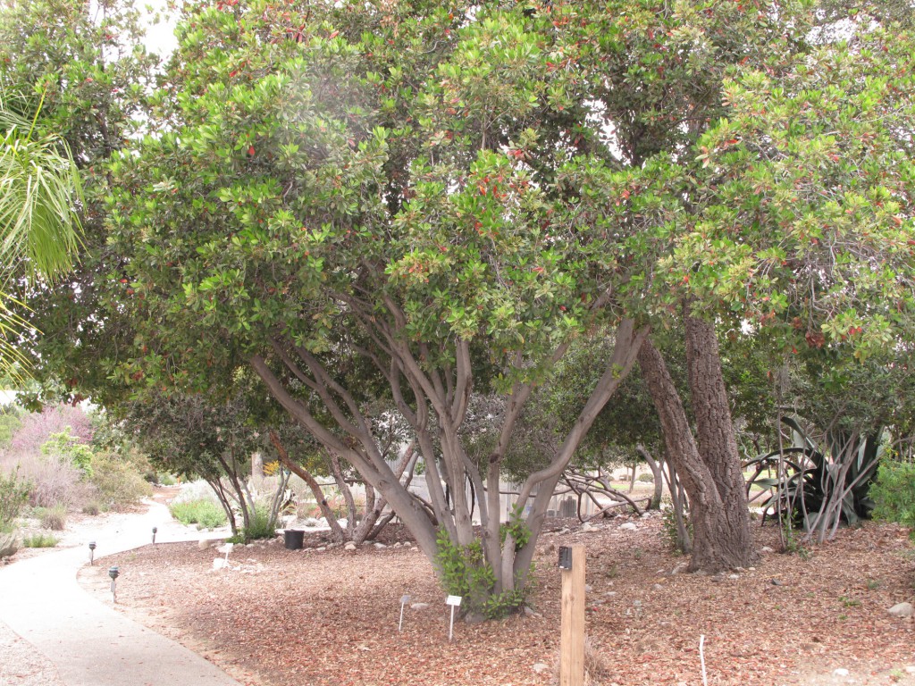 Strip-tree - Heteromeles arbutifolia (Toyon)