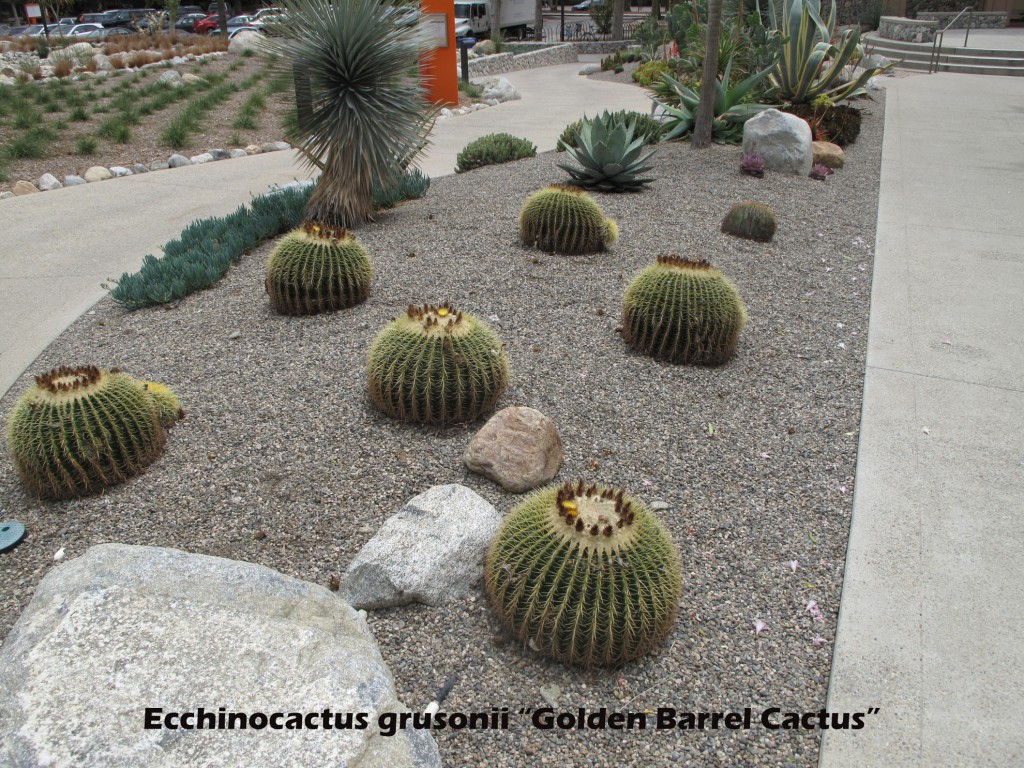 McConnell Center east - Echinocactus grusonii (Golden barrel cactus)