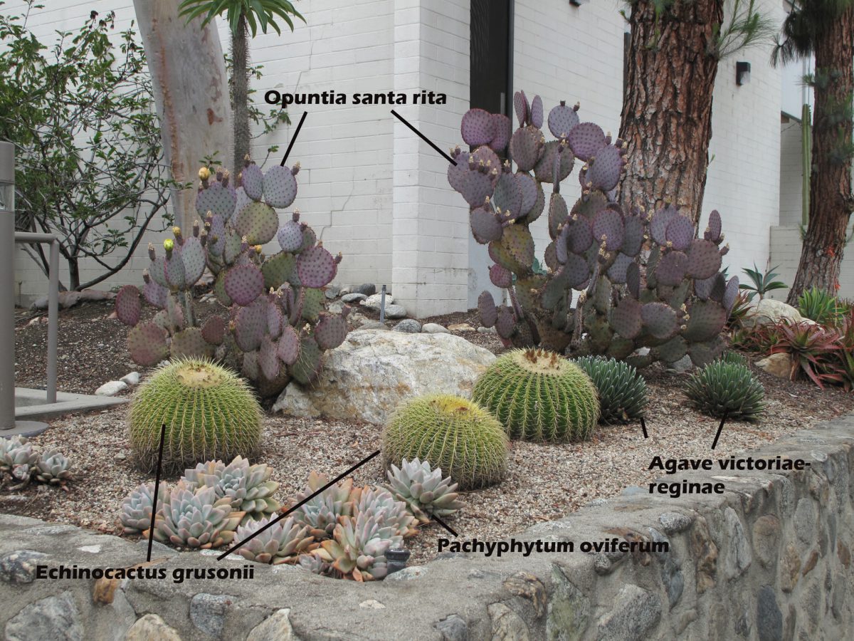 Mead Hall southwest corner - Echinocactus grusonii (Golden barrel cactus), Opuntia santa rita, Agave victoriae-reginae (Queen Victoria agave), Pachyphytum oviferum (Moonstones)