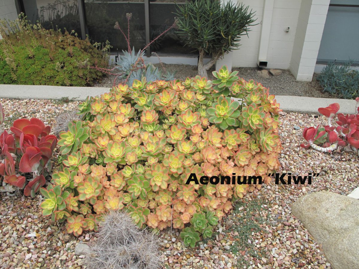 cat-195-Mead-Aeonium-Kiwi