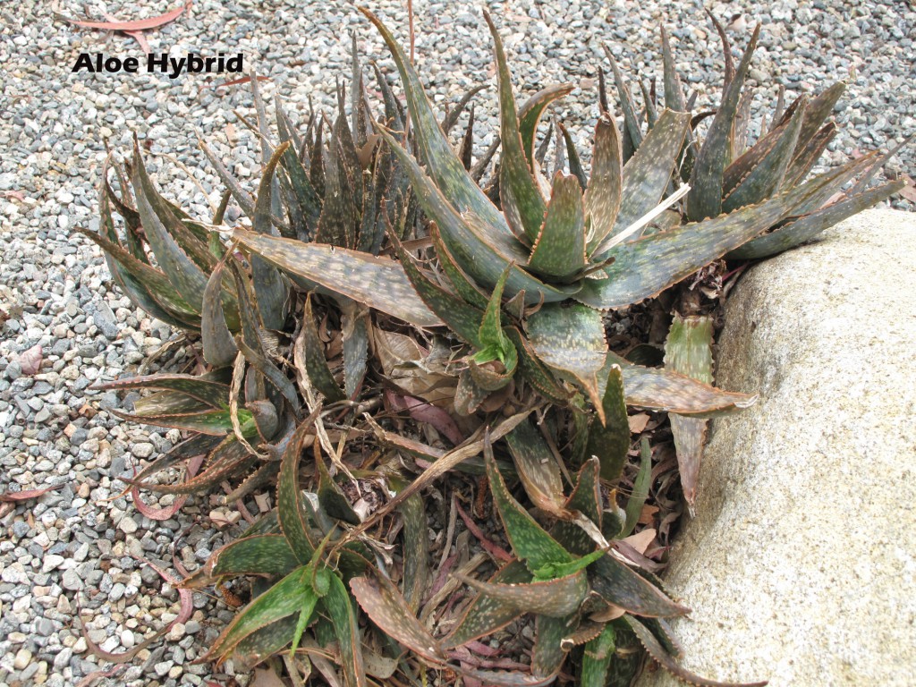 cat-207-Mead-Aloe-Hybrid -Courtyard