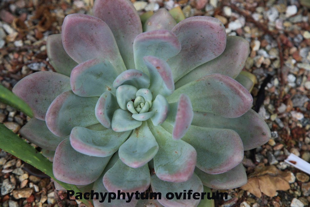 cat-251-Mead-Pachyphytum-oviferum-SW
