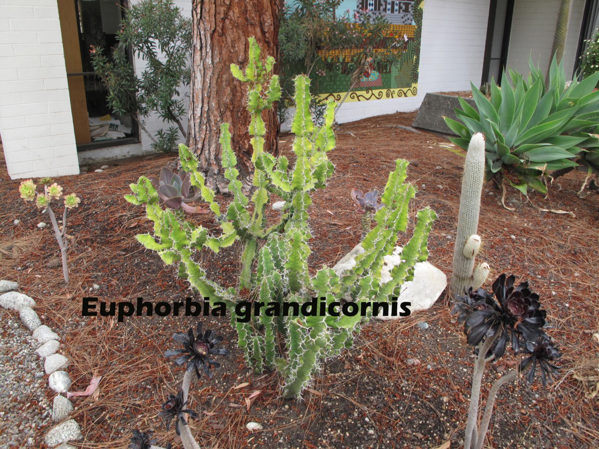 cat-228-Mead-Euphorbia-grandicornis