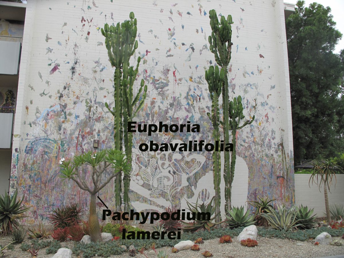 cat-229-Mead-Euphoria-obavalifolia