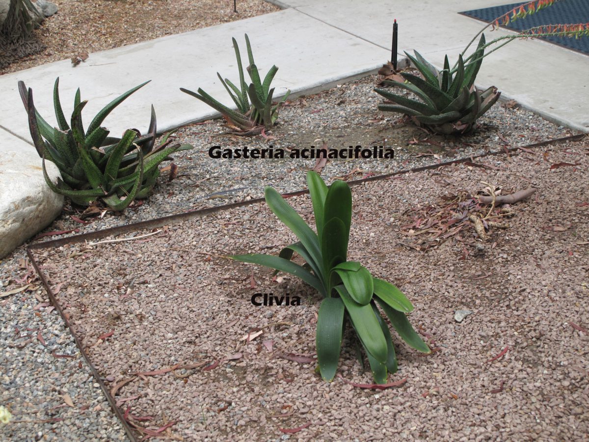 cat-234-Mead-gasteria-acinacifolia