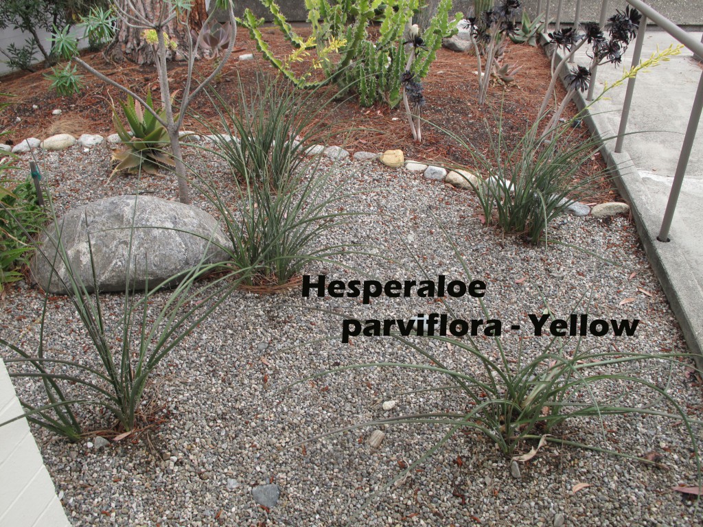 cat-243-Mead-Hesperaloe-parviflora-Yellow