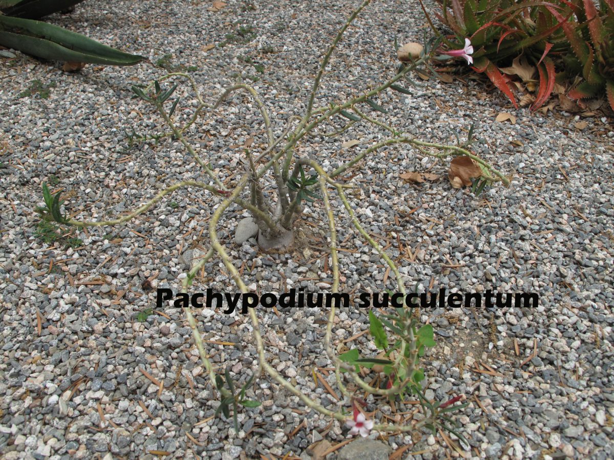 cat-252-Mead-Pachypodium-succulentum