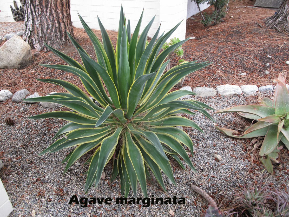 cat-259-Mead-Agave-angustifolia-marginata