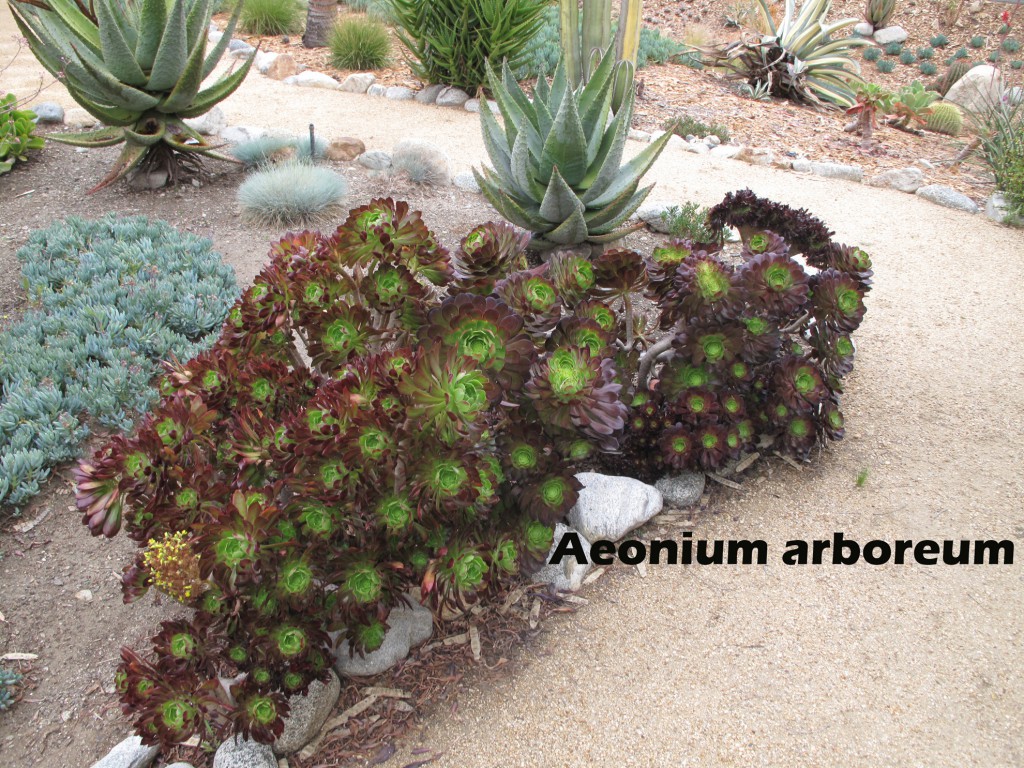 cat-263-Phase-I-Aeonium-arboreum