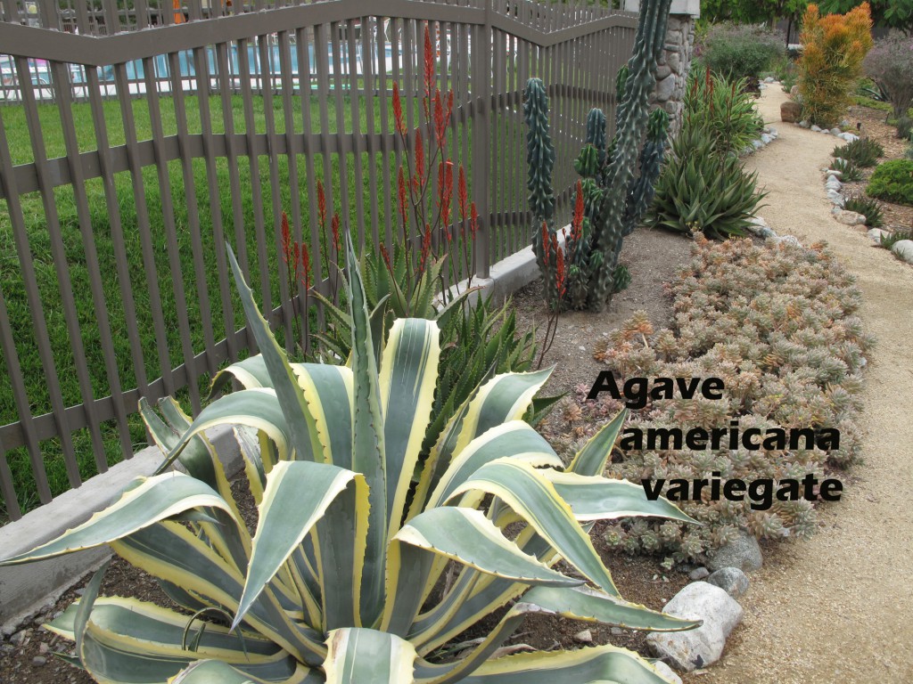 cat-267-Phase-I-Agave-americana-variegate