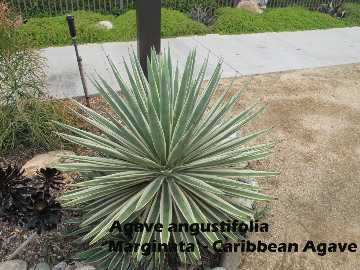 cat-268-Phase-I-Agave-angustifolia- Caribbean-Agave