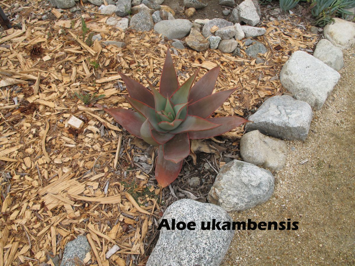 cat-270-Phase-I-Aloe-ukambensis