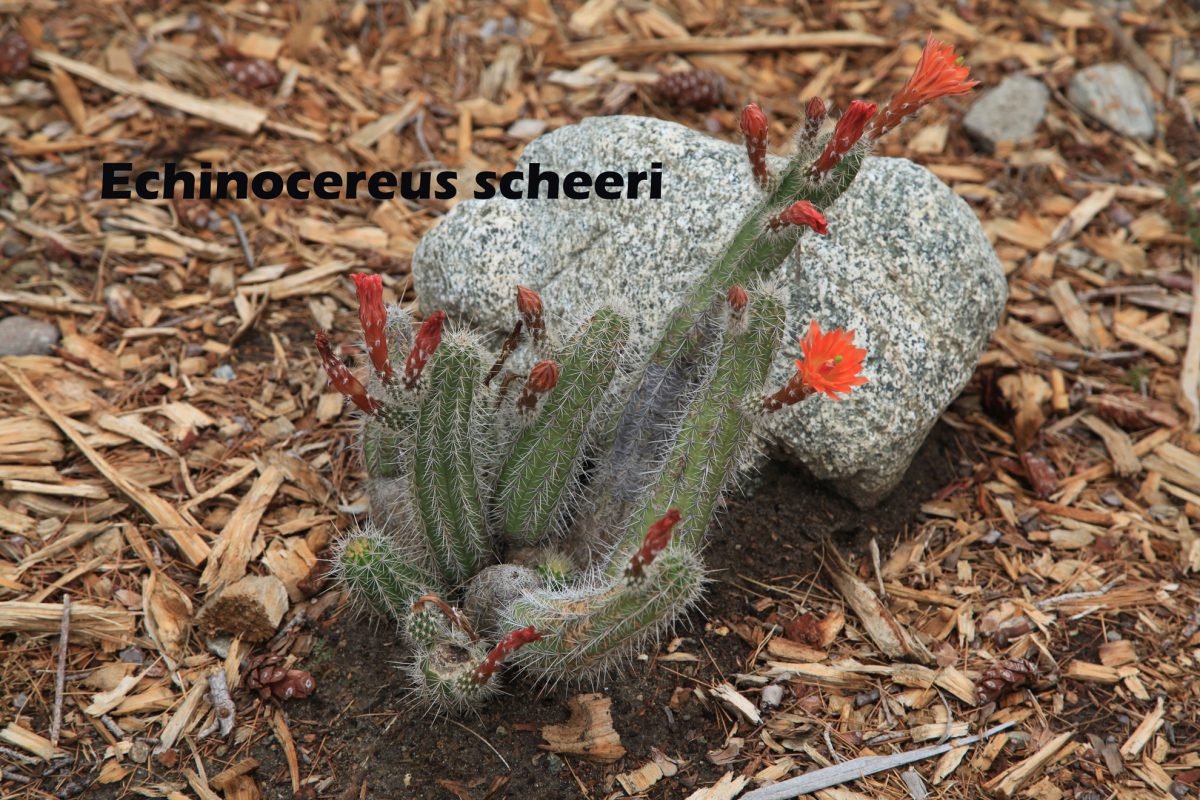 Phase I - Echinocereus scheeri Golden Rainbow Hedgehog, Texas Rainbow Cactus)