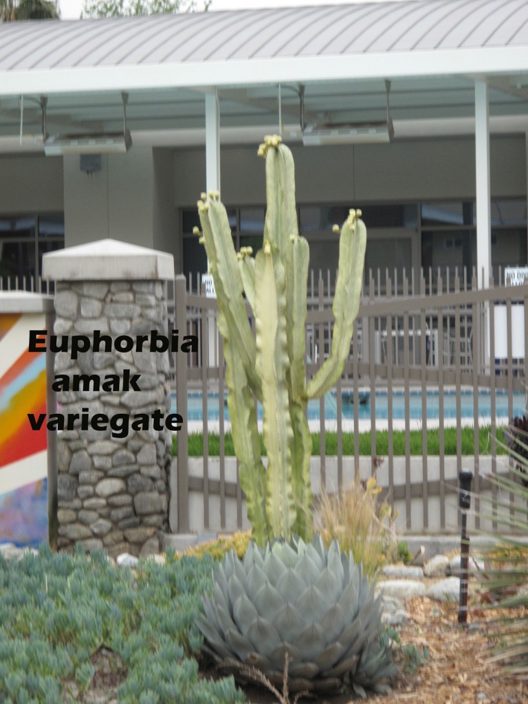 cat-282-Phase-I-Euphorbia-amak-variegate