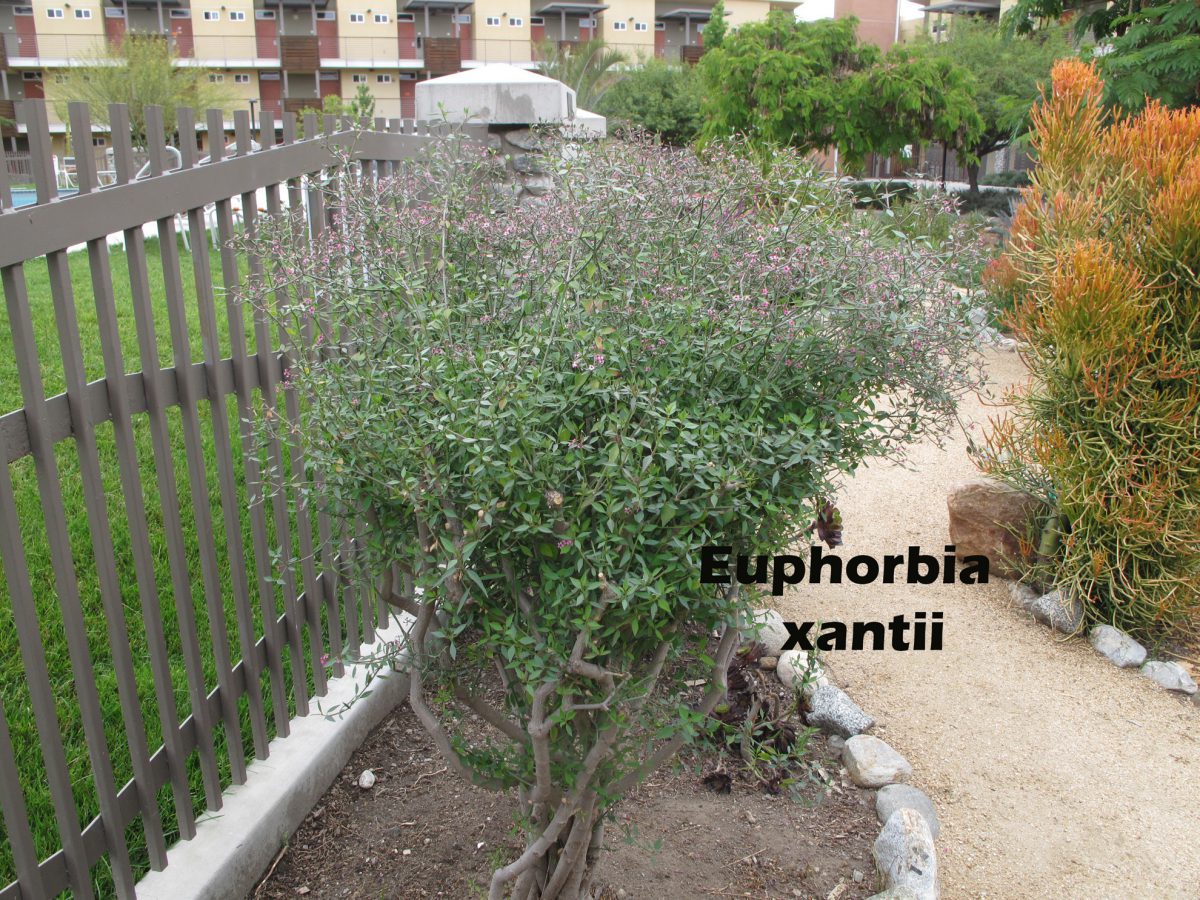 cat-283-Phase-I-Euphorbia-xantii