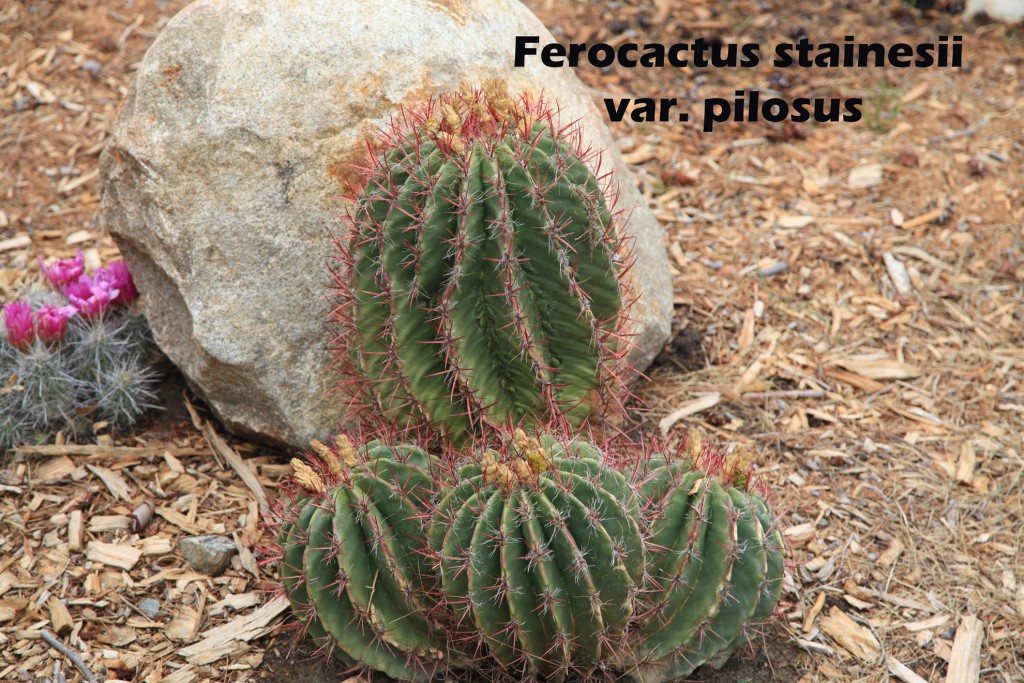 cat-284-Phase-I-Ferocactus-stainesii-v-pilosus