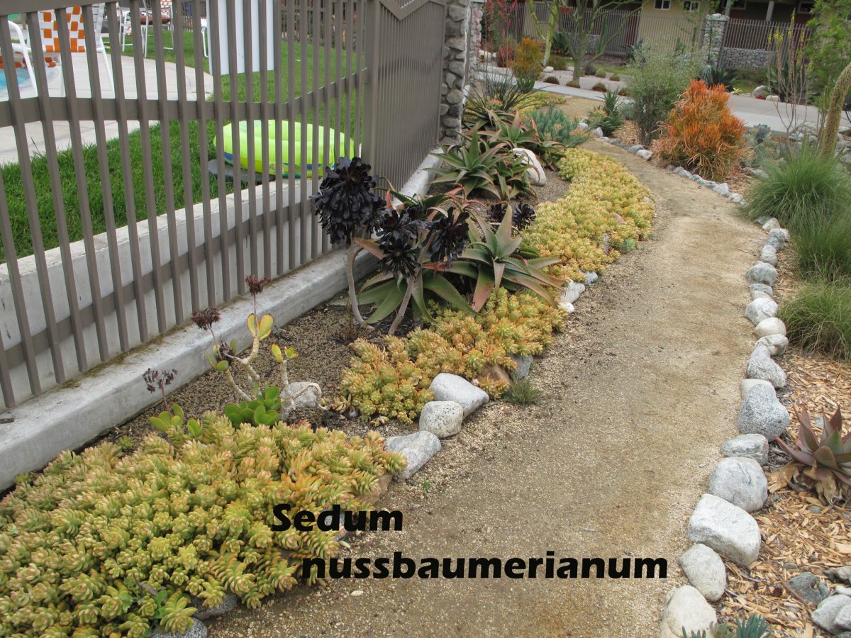 cat-289-Phase-I-Sedum-nussbaumerianum