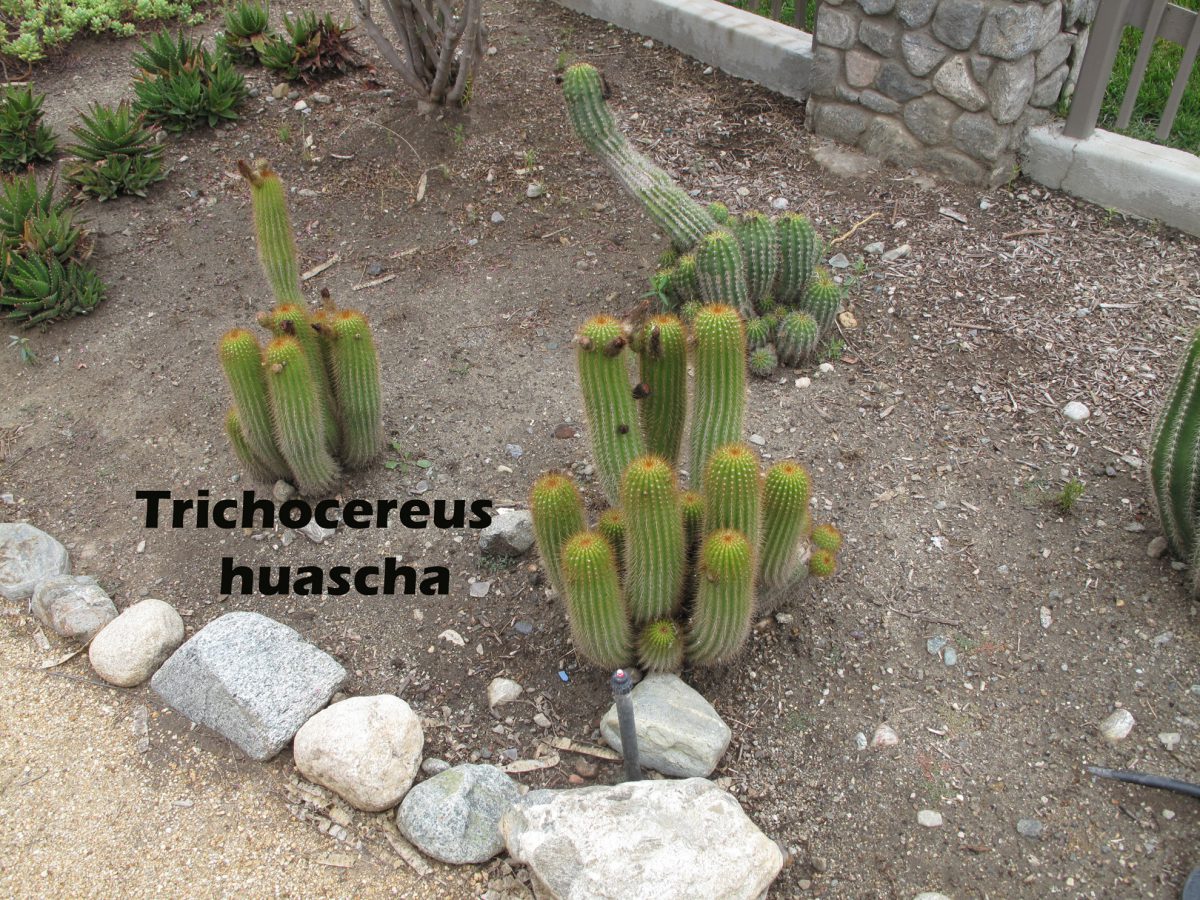 cat-291-Phase-I-Trichocereus-huascha