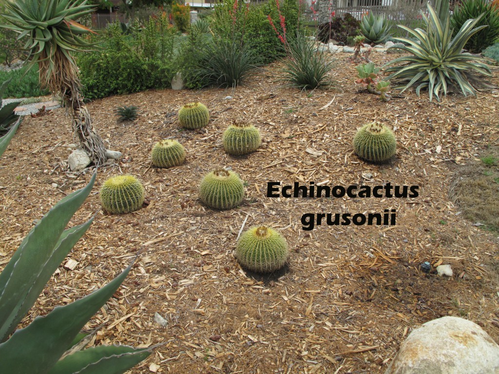 Phase I - Echinocactus grusonii (Golden barrel)