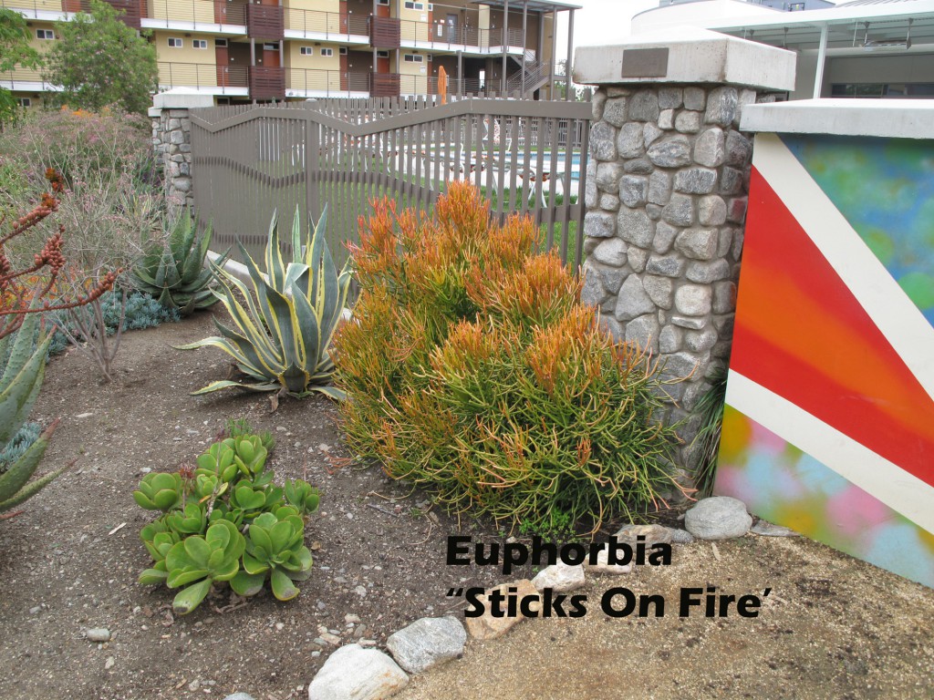 cat-302-Phase-I-Euphorbia-Sticks-On-Fire