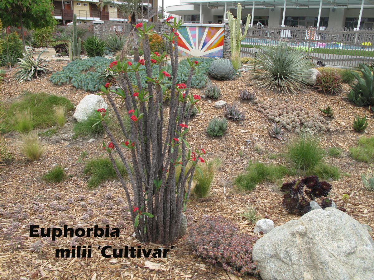 cat-303-Phase-I-Euphorbia-milii-Cultivar
