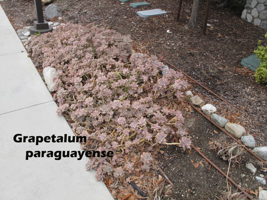 cat-304-Phase-I-Grapetalum-paraguayense