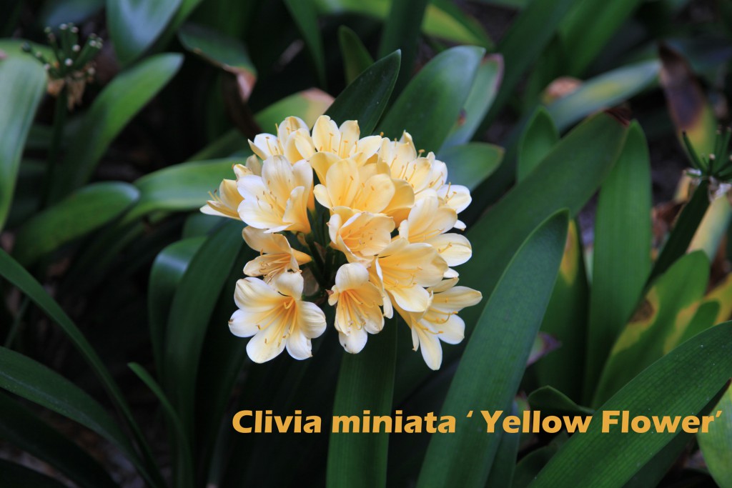 cat-307-Phase-II-Clivia-miniata