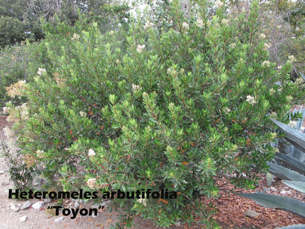 cat-309-Phase-II-Heteromeles-arbutifolia-Toyon