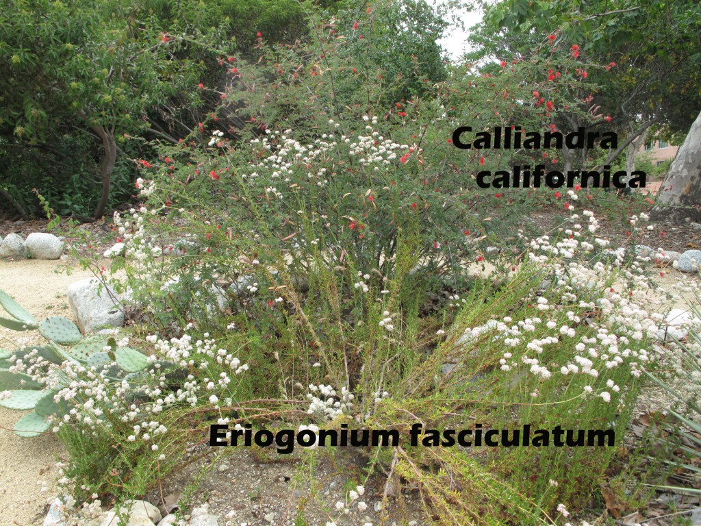 cat-327-Rodman-Range-Eriogonium-fasciculatum