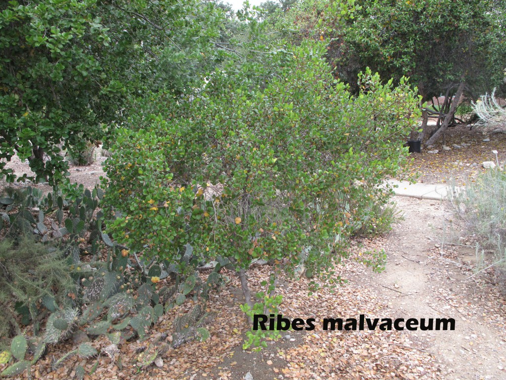 cat-329-Rodman-Range-Ribes-malvaceum