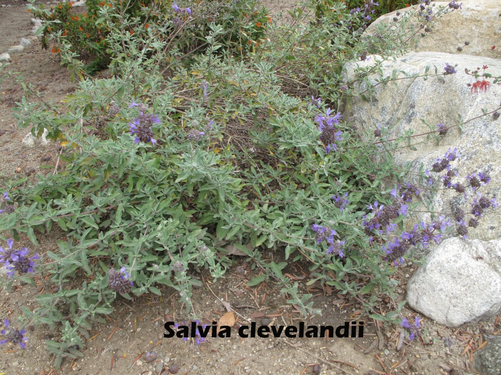 cat-330-Rodman-Range-Salvia-clevelandii