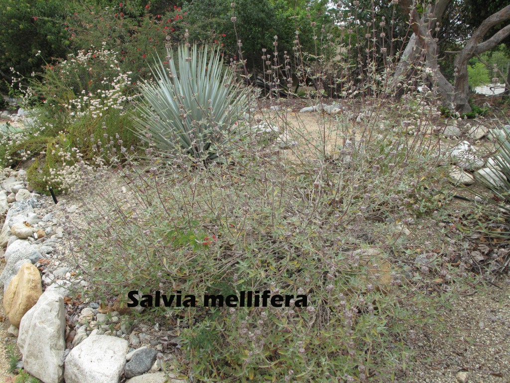 cat-331-Rodman-Range-Salvia-mellifera