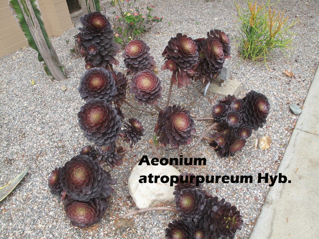 cat-332-Scott-Aeonium-atropurpureum-Hyb