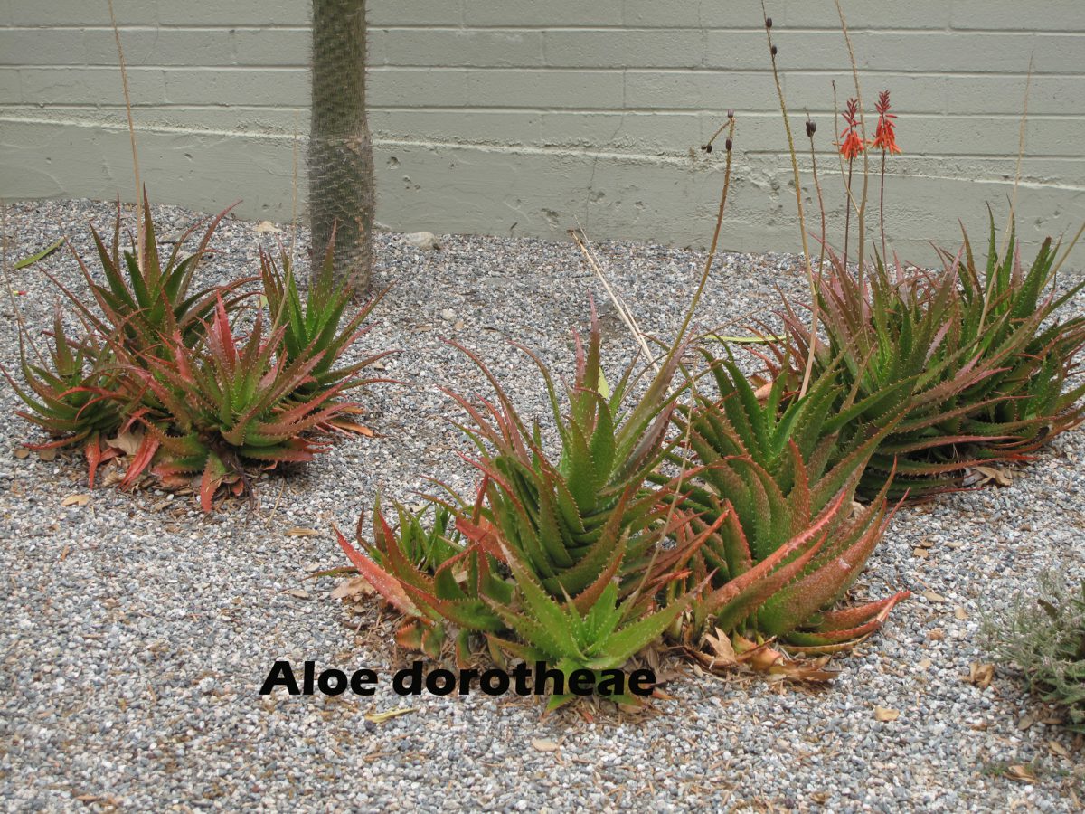 cat-335-Scott-Aloe-dorotheae