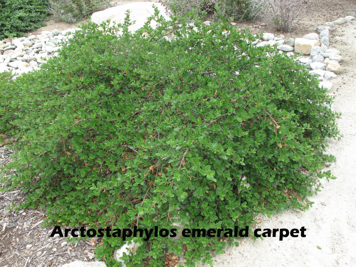 cat-338-Scott-Arctostaphylos-emerald-carpet