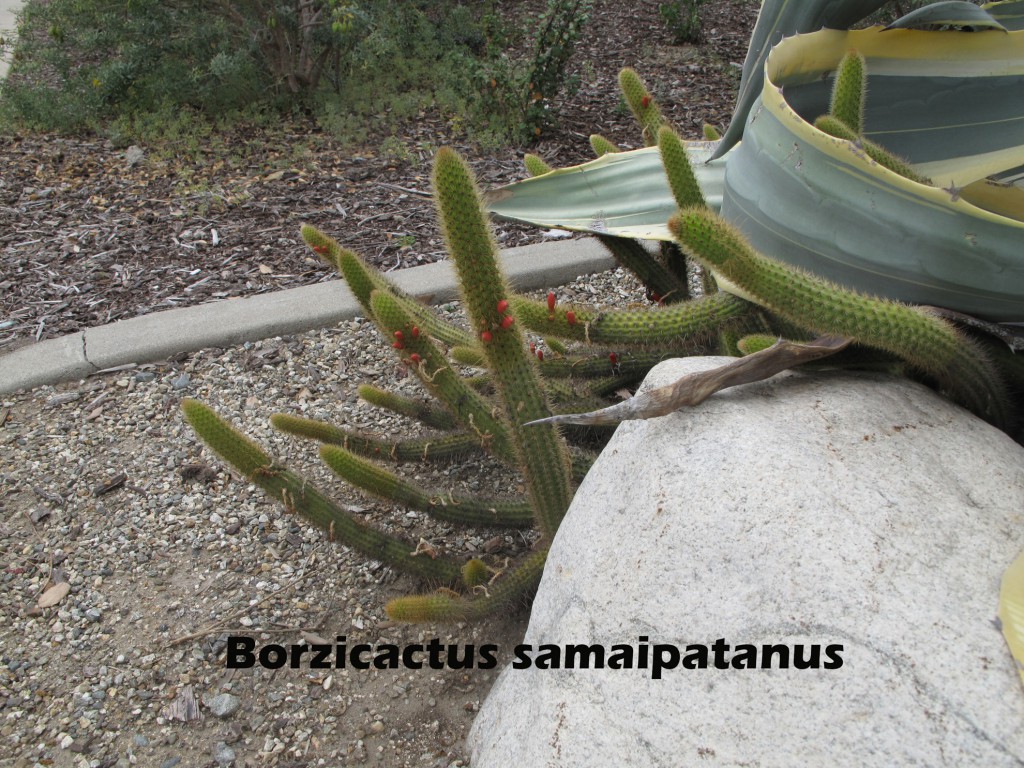 cat-339-Scott-Borzicactus-samaipatanus