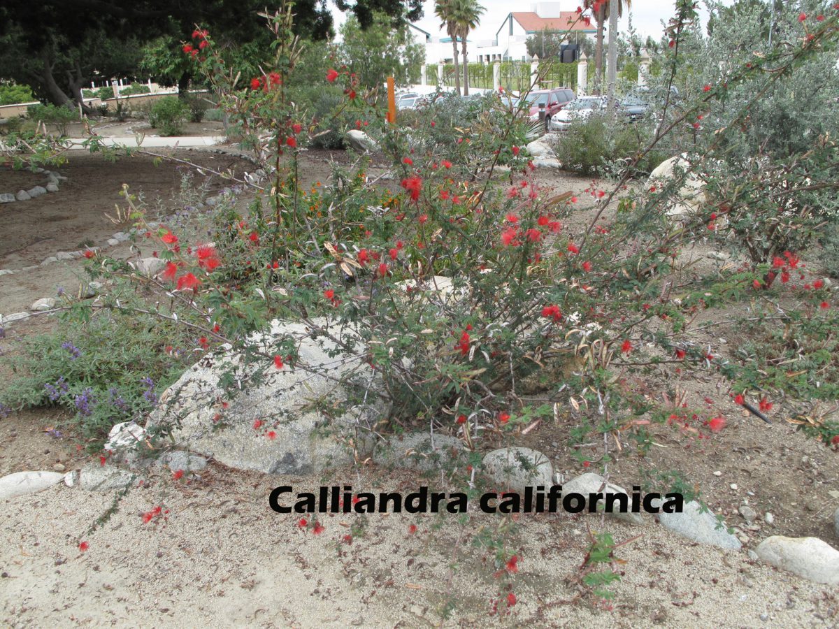cat-340-Scott-Calliandra-californica