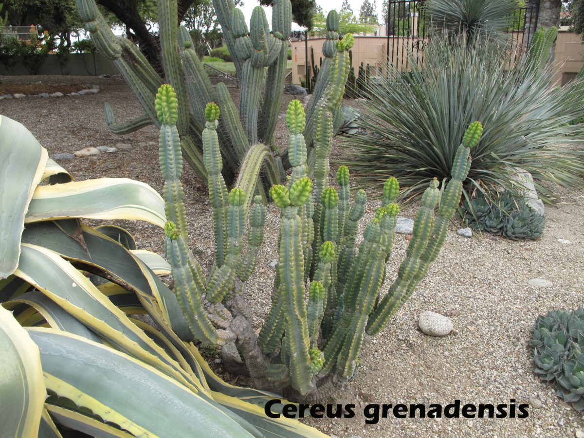 cat-341-Scott-Cereus-grenadensis