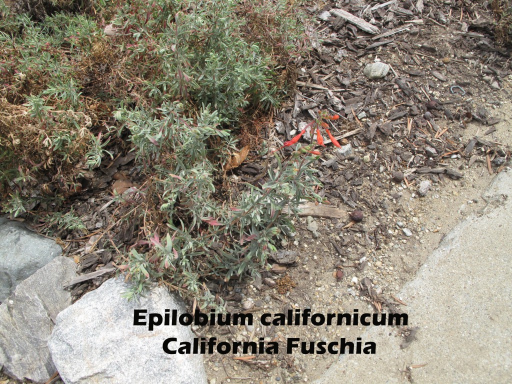cat-344-Scott-Epilobium-californicum