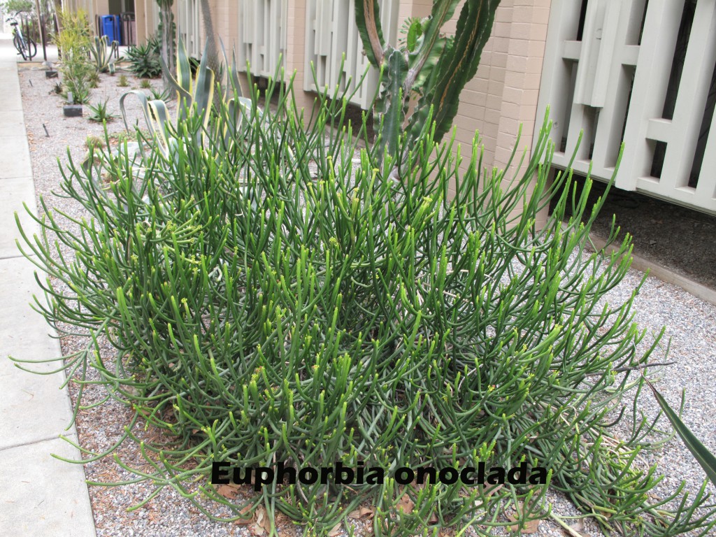 cat-345-Scott-Euphorbia-onoclada