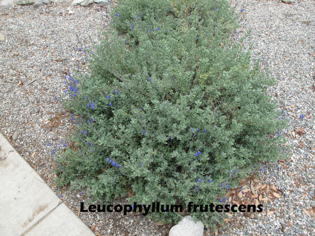 cat-346-Scott-Leucophyllum-frutescens